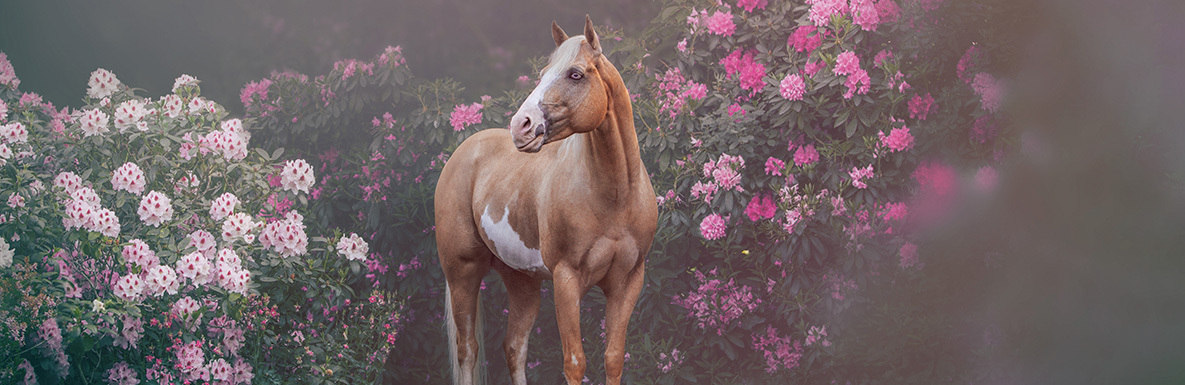 Barefoot Born Designing